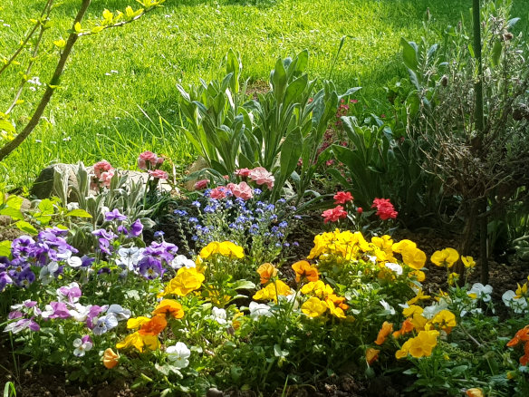 kleine Blumen im Garten